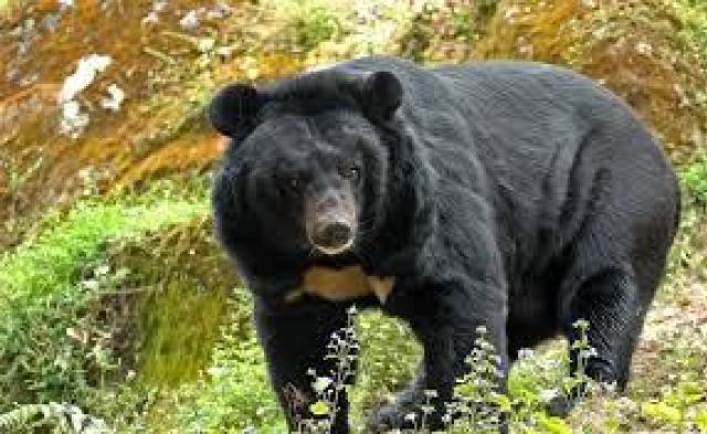 रसुवामा जंगली भालुको आक्रमणबाट दुईजना घाईते