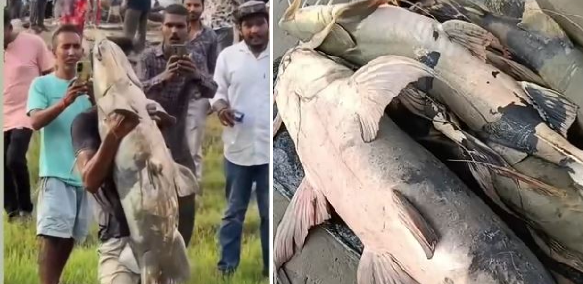 भोटेकोशी बाढीले ल्याएको माछा खानु घातक हुन सक्छ : विज्ञ