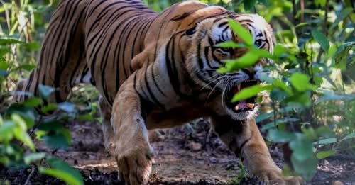 २३ सय क्यामराबाट आजदेखि बाघ गणना हुँदै