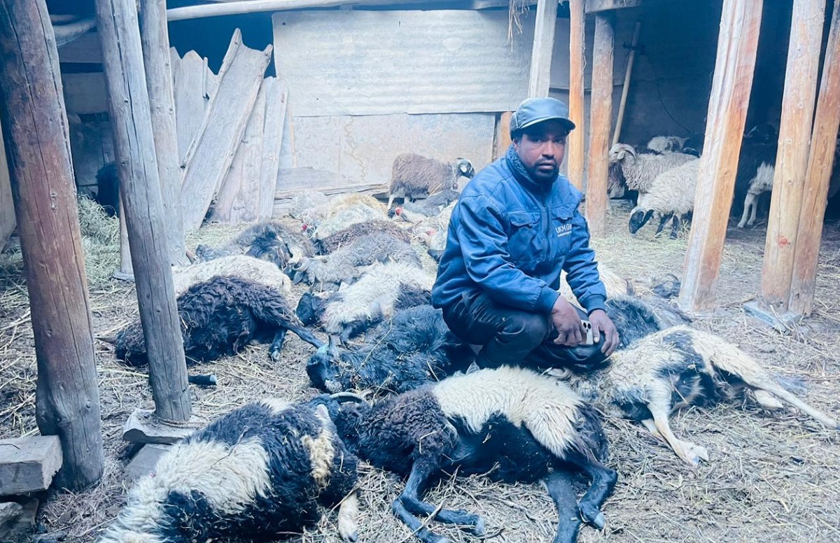 मुस्ताङमा हिउँ चितुवाको आक्रमणमा परी  १६  भेडा र ३ च्यांग्रा मरे