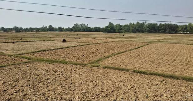 वर्षा नहुँदा बाँकेका खेतहरू सुक्खा र धुलाम्मे: असारको मध्यसम्म मात्र १३.५ प्रतिशत रोपाइँ, किसान चिन्तित
