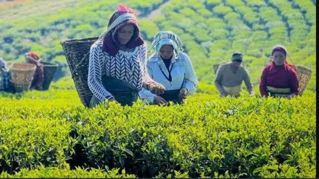 २ महिनापछि भारततर्फ चियाको निकासी खुल्यो, अब २०% मात्रै परीक्षण हुने